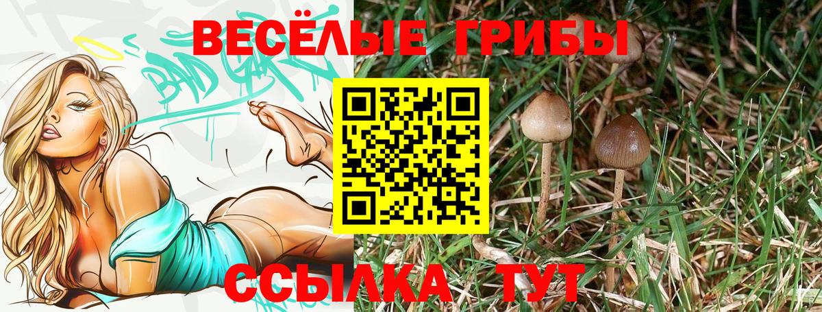 Псилоцибиновые грибы Cubensis  Вход с VPN  Коммунар 